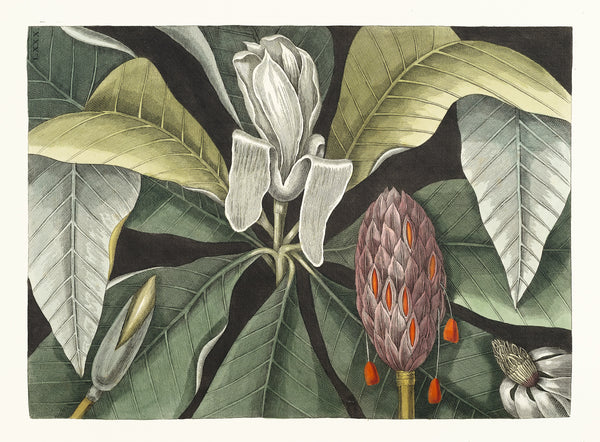 Mark Catesby — Umbrella Tree (Magnolia) | Hand-Coloured Engraving Print