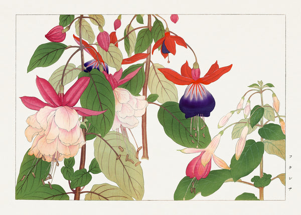 Tanigami Kōnan — Fuchsia flower | Japanese Botanical Woodblock Print