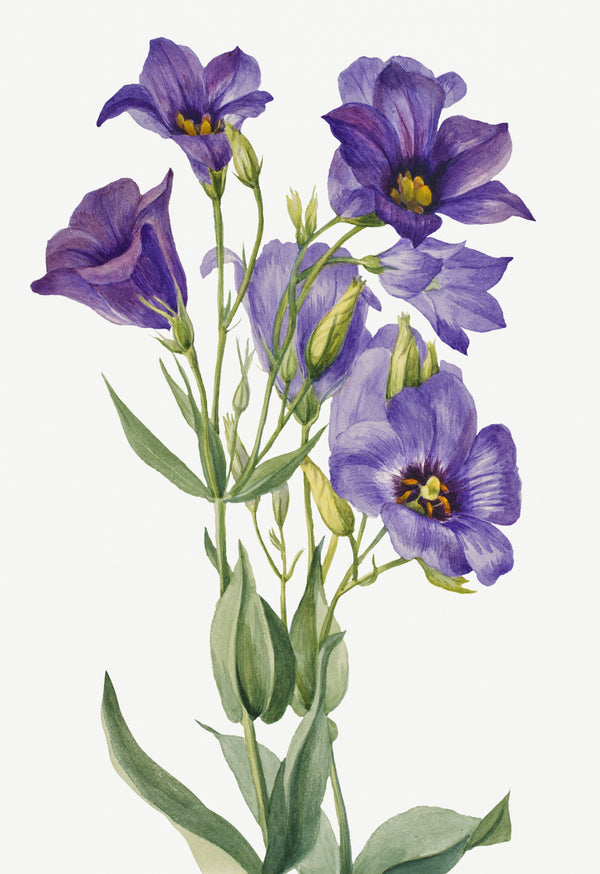 Mary Vaux Walcott — Eustoma russelianum | Natural History Print