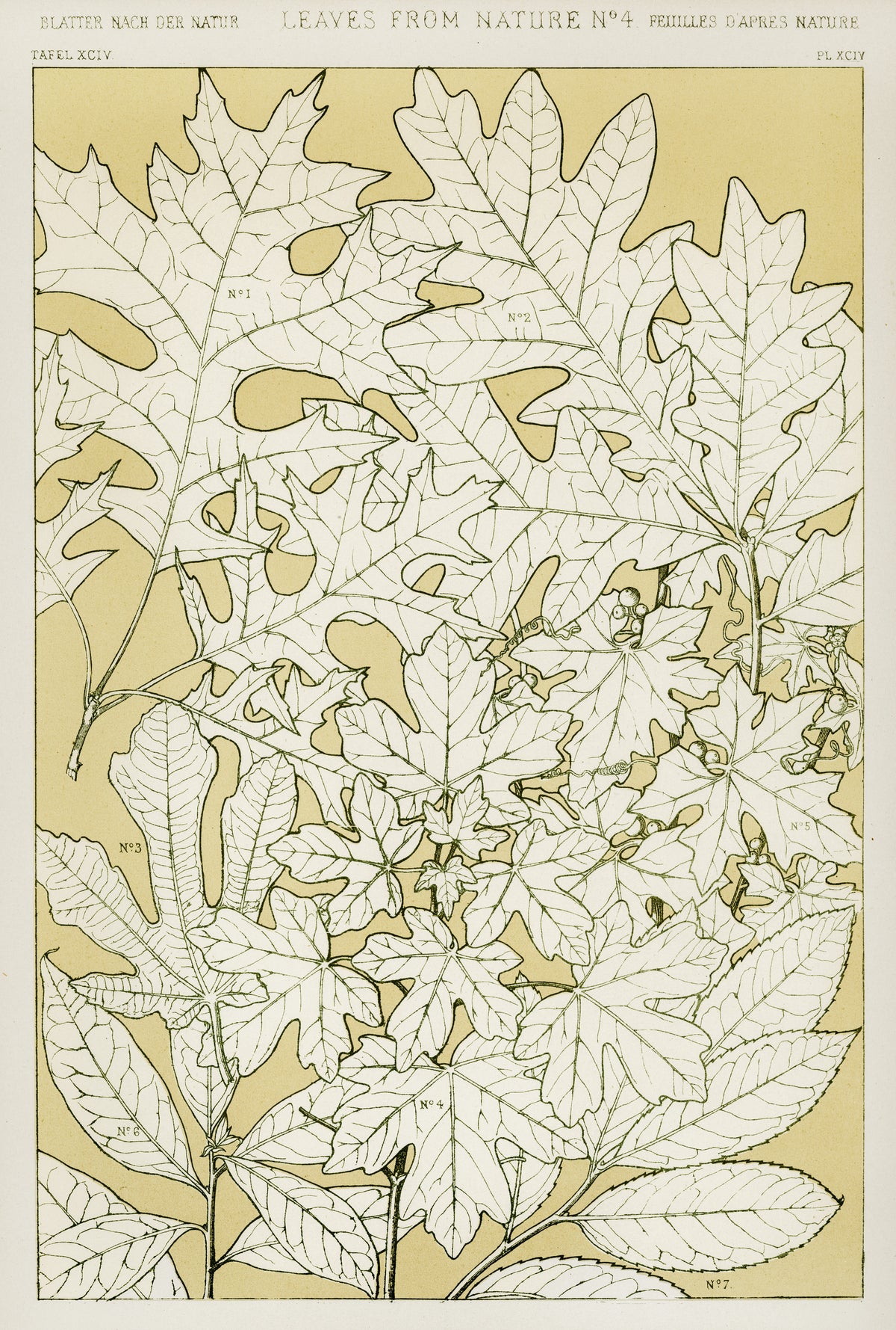 Owen Jones — Leaves from Nature No. 4 | Grammar of Ornament Design Print