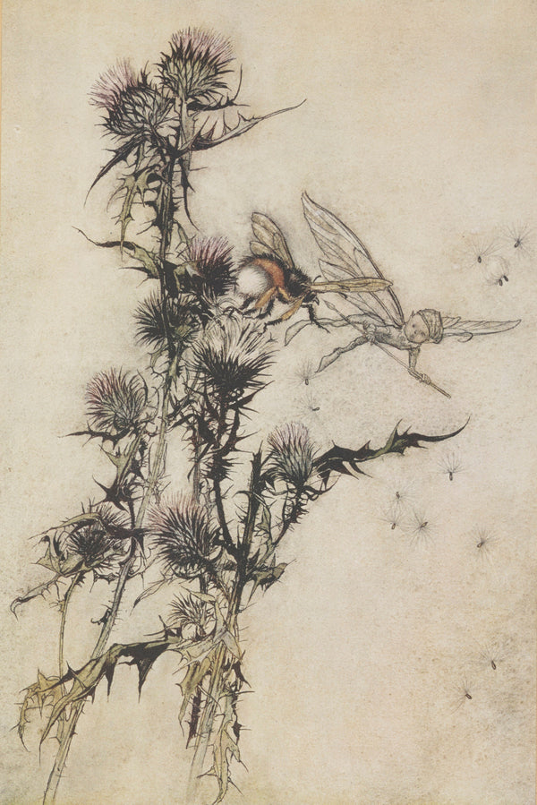Arthur Rackham — Kill Me a Red-Hipped Humble-Bee on the Top of a Thistle | Shakespeare Illustration Print