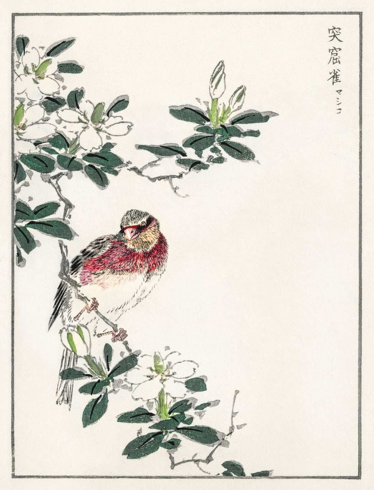 Numata Kashū — Japanese Long-tailed Rosefinch | Japanese Bird & Flower Woodblock Print