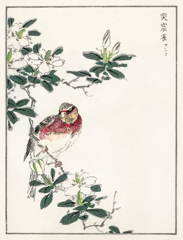 Numata Kashū — Japanese Long-tailed Rosefinch | Japanese Bird & Flower Woodblock Print