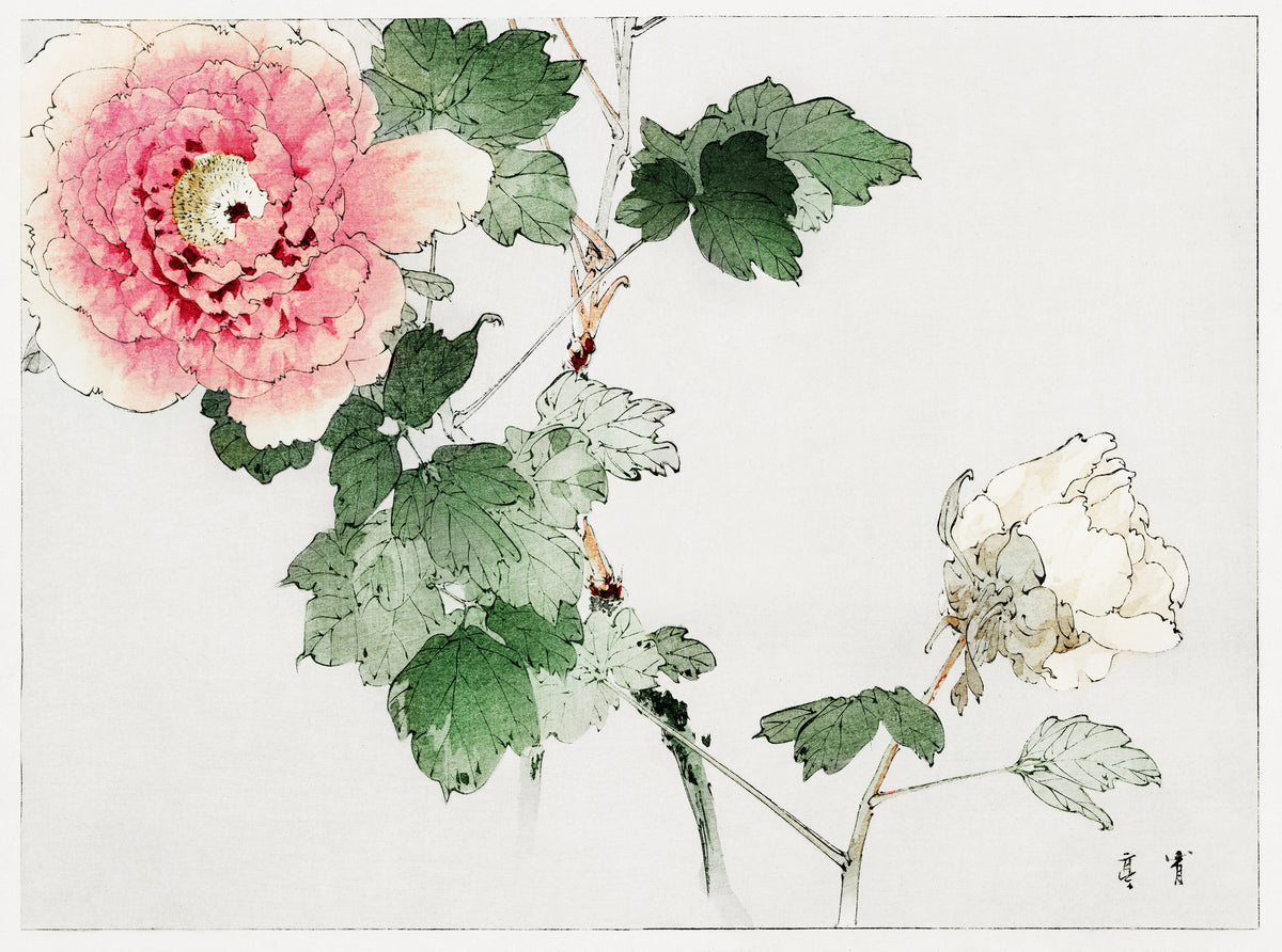 Watanabe Seitei — Tree Peony | Japanese Bird & Flower Woodblock Print