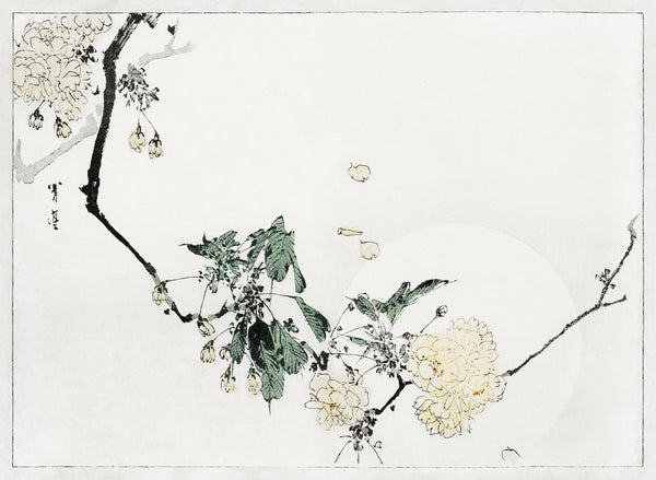 Watanabe Seitei — Cherry Blossom | Japanese Bird & Flower Woodblock Print