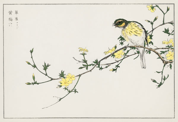 Numata Kashū — Black-faced Bunting and Winter Jasmine | Japanese Bird & Flower Woodblock Print