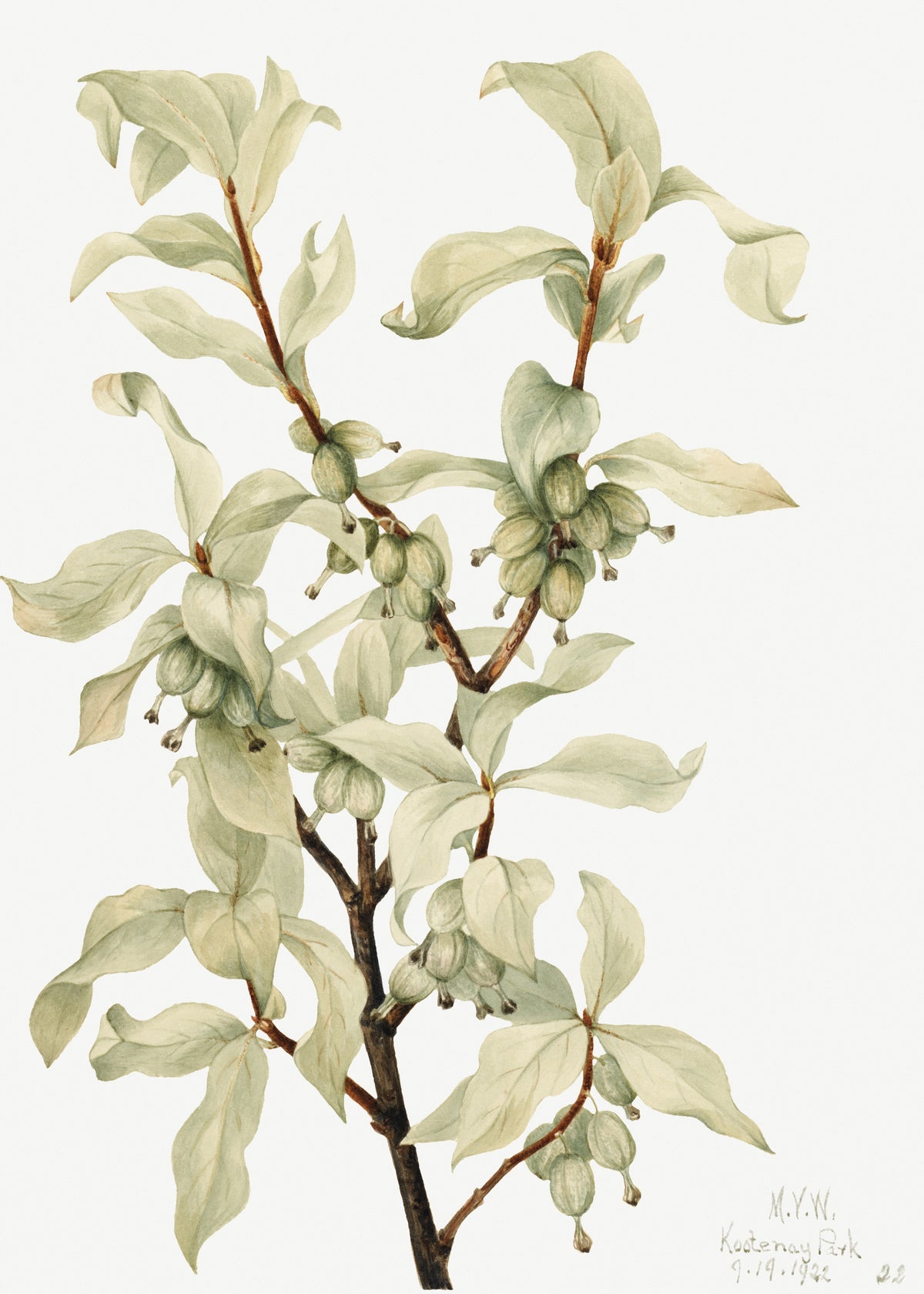 Mary Vaux Walcott — Silverberry (Elaeagnus commutata) | Natural History Print
