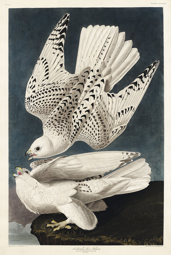 John James Audubon — Iceland or Jer Falcon | Natural History Print