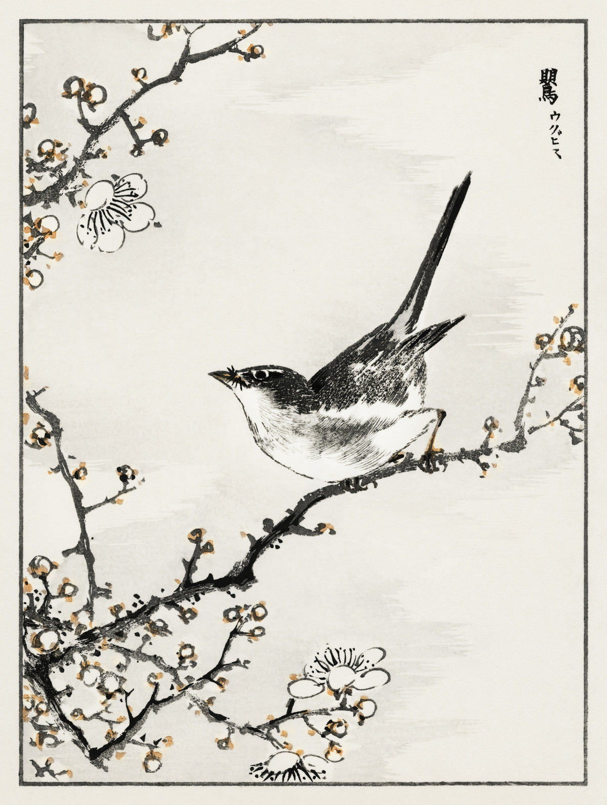 Numata Kashū — Bush-warbler and White Plum Tree | Japanese Bird & Flower Woodblock Print
