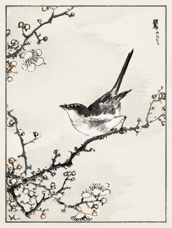 Numata Kashū — Bush-warbler and White Plum Tree | Japanese Bird & Flower Woodblock Print