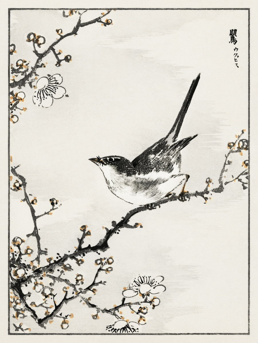 Numata Kashū — Bush-warbler and White Plum Tree | Japanese Bird & Flower Woodblock Print shown to scale on a wall above a sofa