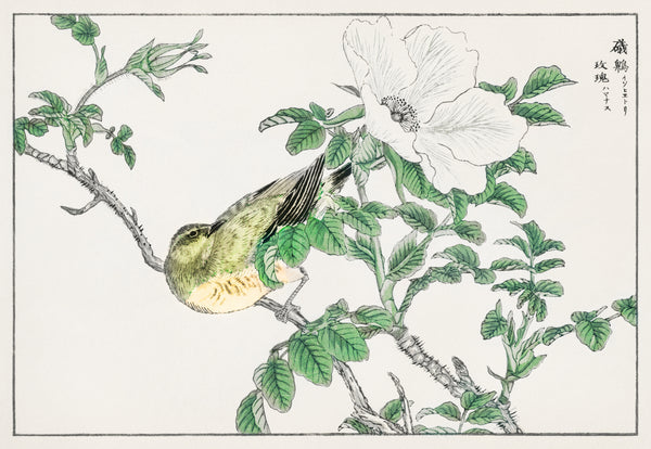 Numata Kashū — Brown-eared Bulbul and Rosa Rugosa | Japanese Bird & Flower Woodblock Print