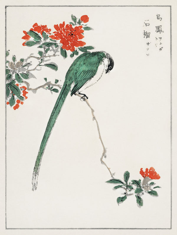 Numata Kashū — Azure-winged Magpie and Pomegranate | Japanese Bird & Flower Woodblock Print