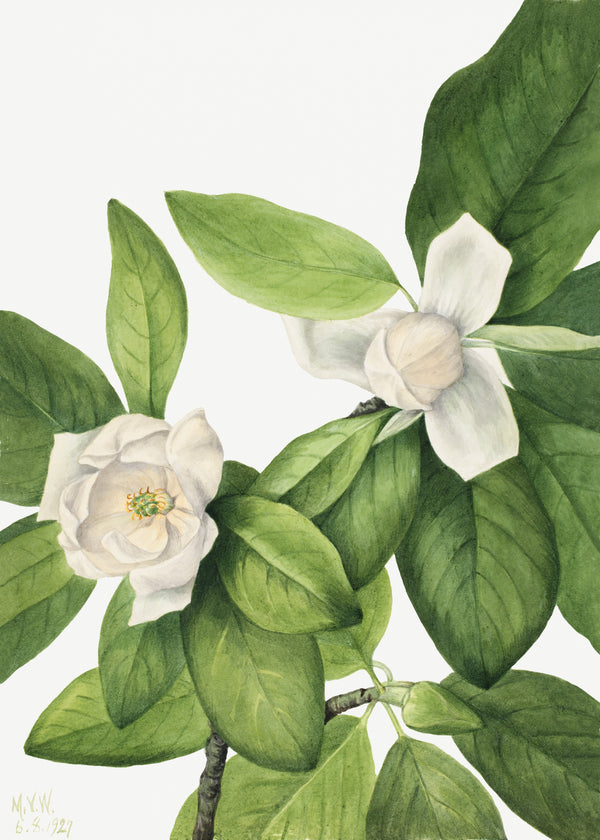 Mary Vaux Walcott — Sweetbay (Magnolia virginiana) | Natural History Print