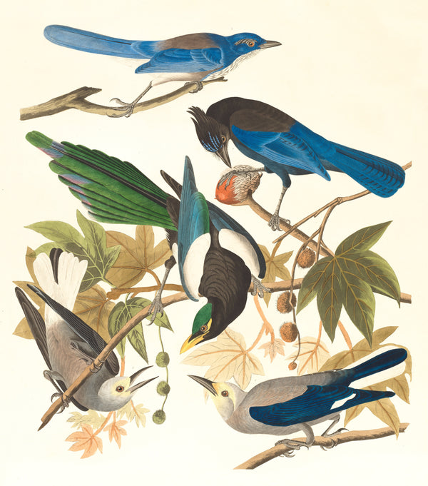 John James Audubon — Yellow-billed Magpie, Steller's Jay, Ultramarine Jay and Clark's Crow | Natural History Print