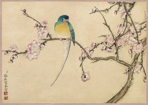 Desk Album: Flower and Bird Paintings (Bird with Plum Blossoms) by Zhang Ruoai — A long-tailed bird perches among pink plum blossoms