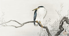Ohara Koson — Night Heron on a Gnarled Branch | Japanese Bird & Flower Woodblock Print