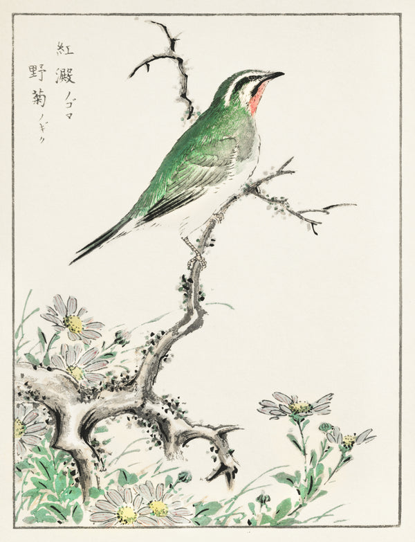 Numata Kashū — Ruby Throat and Wild Chrysanthemum | Japanese Bird & Flower Woodblock Print