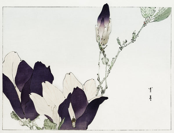 Watanabe Seitei — Purple magnolia | Japanese Bird & Flower Woodblock Print