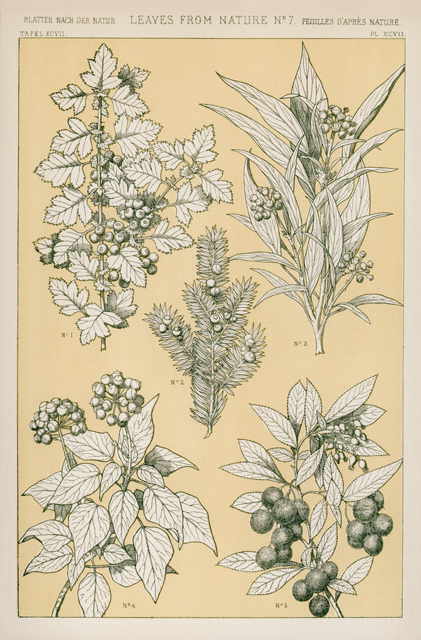 Owen Jones — Leaves from Nature No. 7 | Grammar of Ornament Design Print