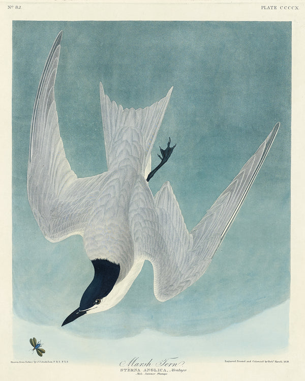 John James Audubon — Marsh Tern | Natural History Print