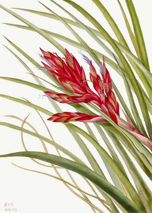Quill Leaf Tillandsia (Tillandsia fasciculata) by Mary Vaux Walcott — A red bromeliad spike rises among arching grey-green leaves