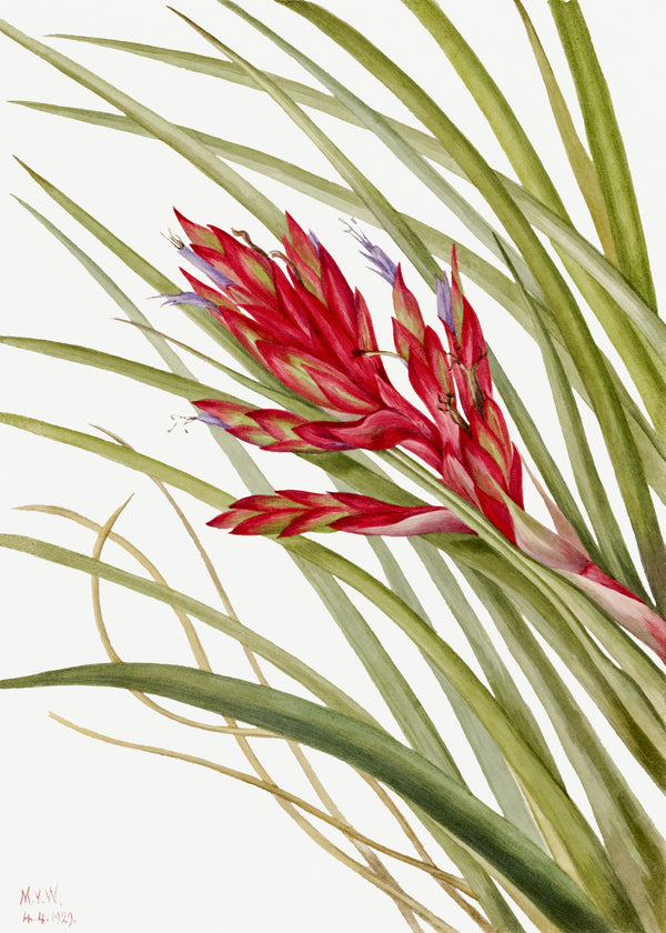 Mary Vaux Walcott — Quill Leaf Tillandsia (Tillandsia fasciculata) | Natural History Print