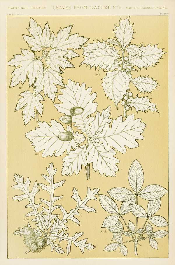 Owen Jones — Leaves from Nature No. 5 | Grammar of Ornament Design Print