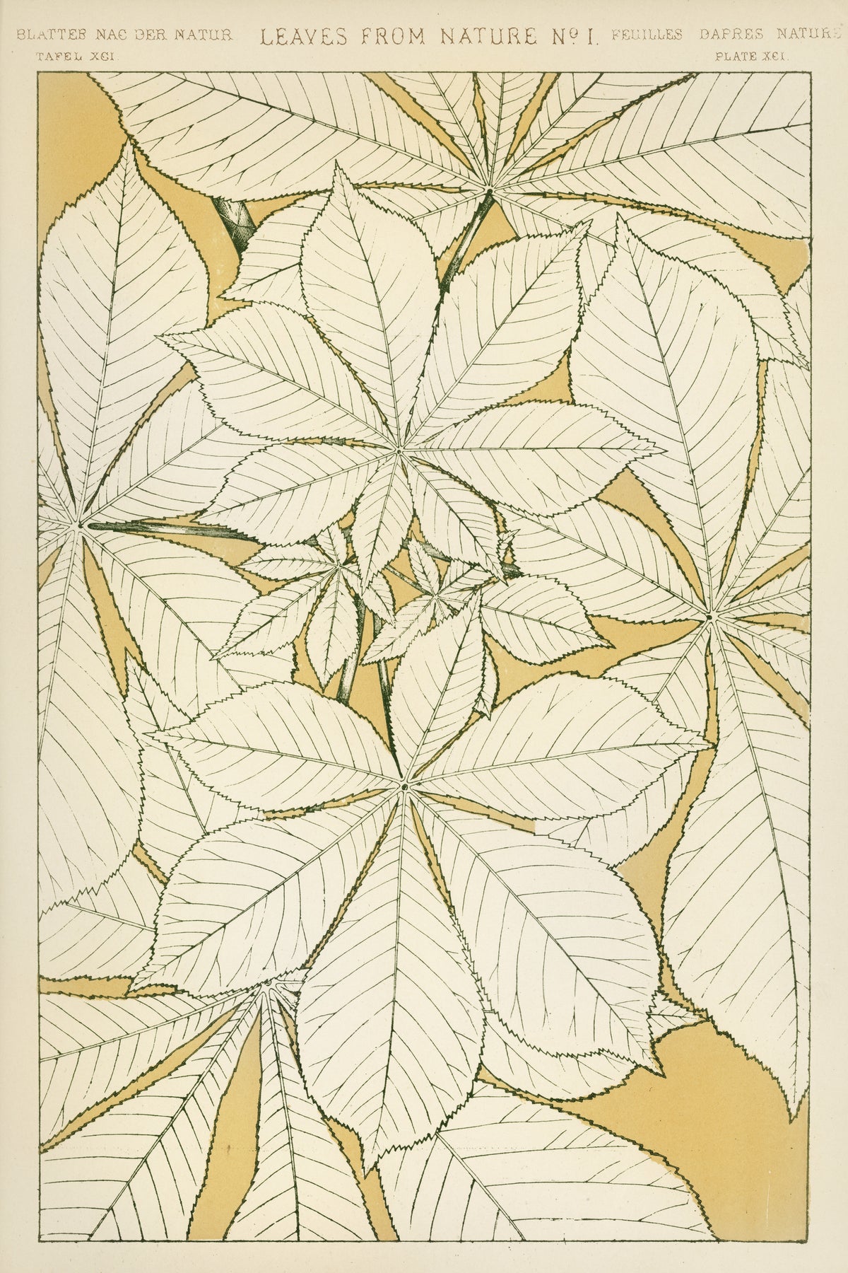 Owen Jones — Leaves from Nature No. 1 | Grammar of Ornament Design Print