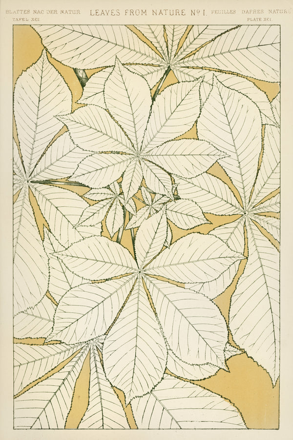 Owen Jones — Leaves from Nature No. 1 | Grammar of Ornament Design Print
