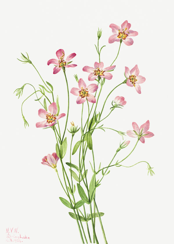 Mary Vaux Walcott — Saltmarsh Rosegentian (Sabbatia stellaris) | Natural History Print