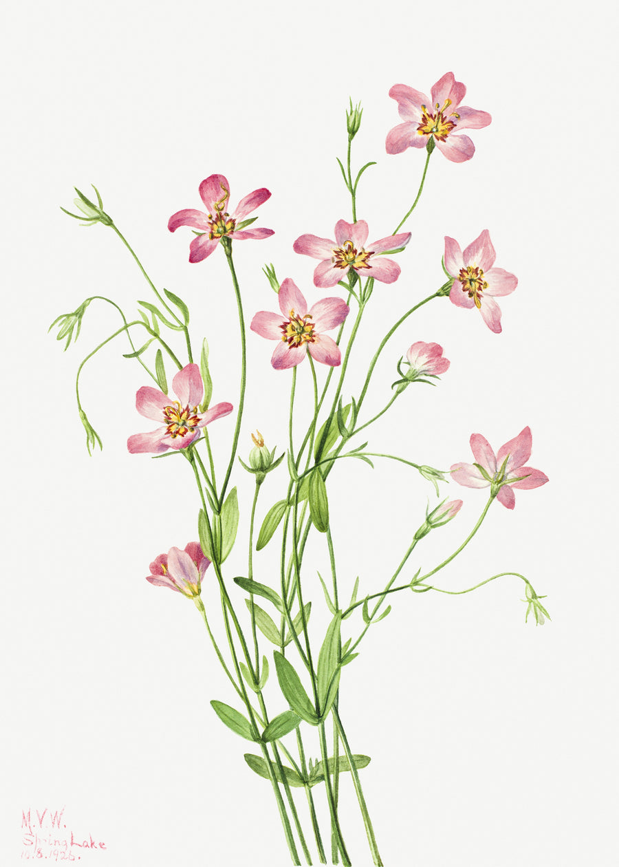 Mary Vaux Walcott — Saltmarsh Rosegentian (Sabbatia stellaris) | Natural History Print shown to scale on a wall above a sofa