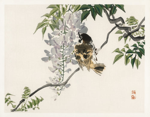 Sparrow on a branch by Kōno Bairei — A sparrow perches beneath trailing wisteria and green leaves