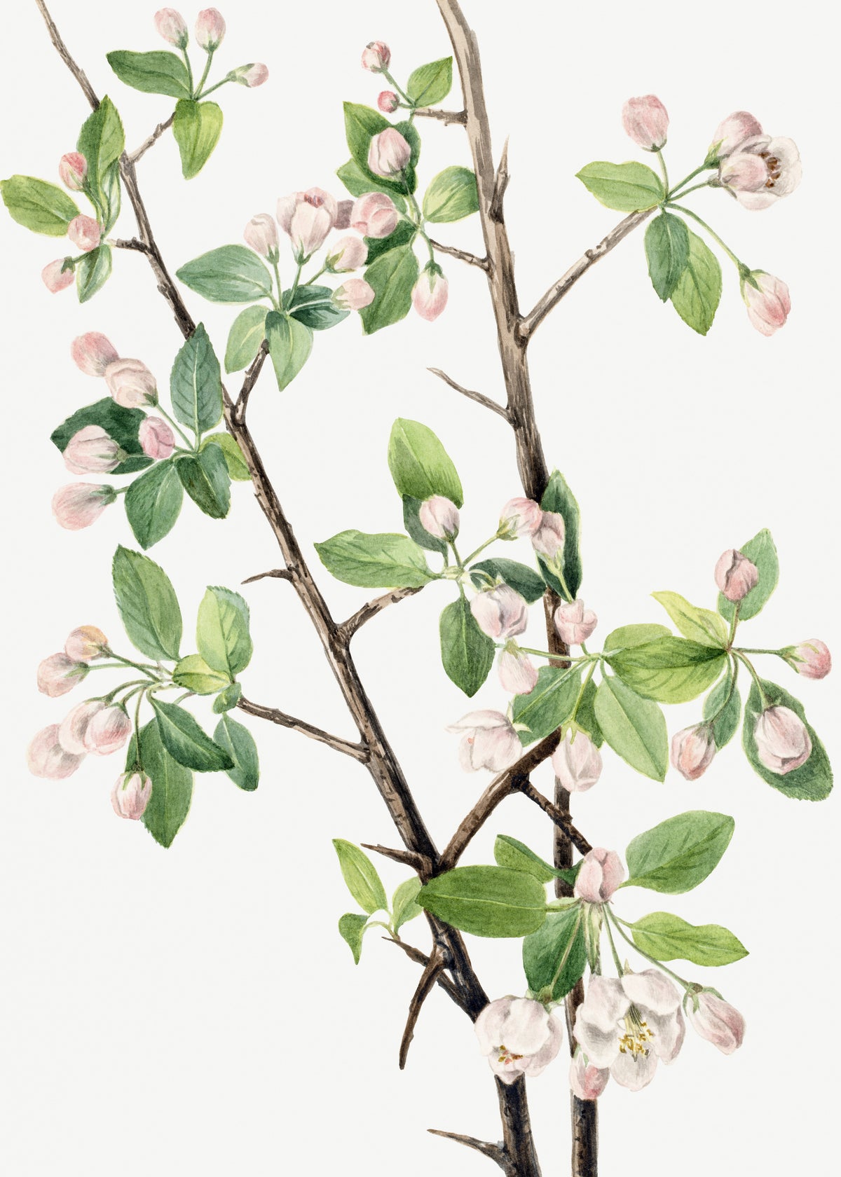 Mary Vaux Walcott — Wild Sweet Crab (Malus coronaria) | Natural History Print
