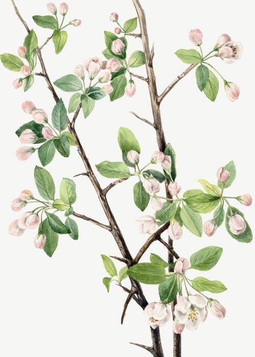 Wild Sweet Crab (Malus coronaria) by Mary Vaux Walcott — Pink apple blossoms open along a thorned woody branch