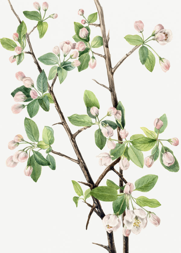 Mary Vaux Walcott — Wild Sweet Crab (Malus coronaria) | Natural History Print