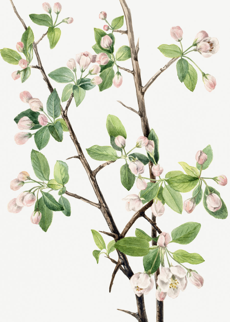 Mary Vaux Walcott — Wild Sweet Crab (Malus coronaria) | Natural History Print shown to scale on a wall above a sofa