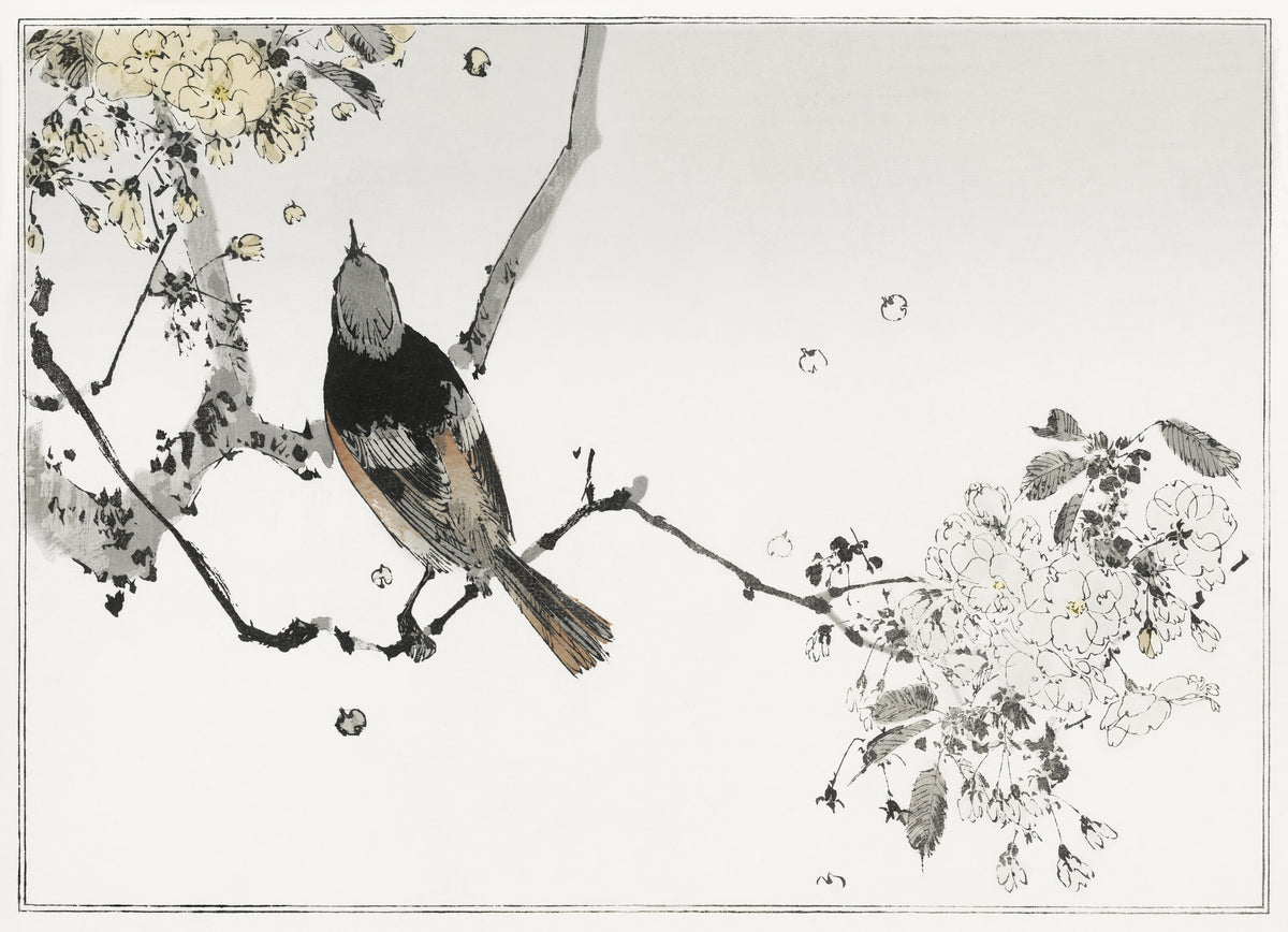 Watanabe Seitei — Bird on a Flowering Branch | Japanese Bird & Flower Woodblock Print