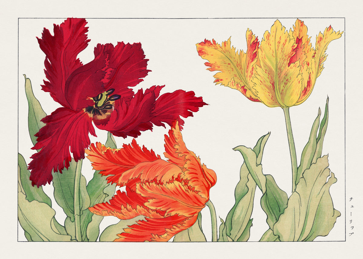 Tanigami Kōnan — Parrot tulip | Japanese Botanical Woodblock Print
