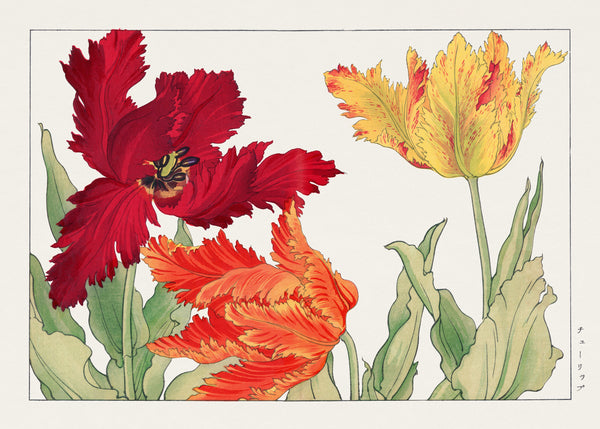 Tanigami Kōnan — Parrot tulip | Japanese Botanical Woodblock Print