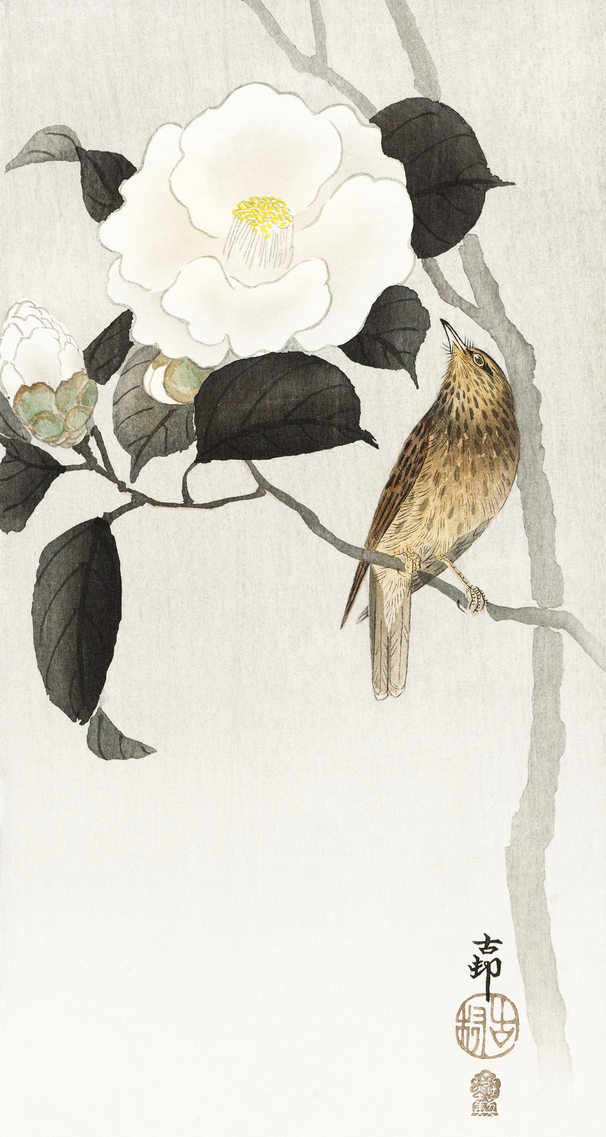 Ohara Koson — Songbird and Flowering Camellia | Japanese Bird & Flower Woodblock Print