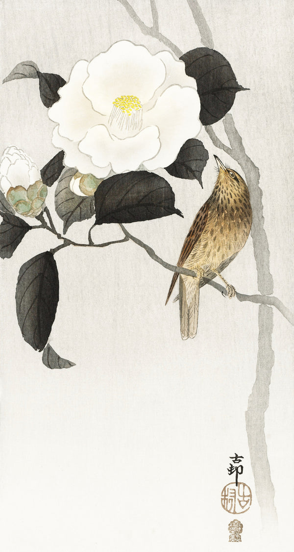 Ohara Koson — Songbird and Flowering Camellia | Japanese Bird & Flower Woodblock Print