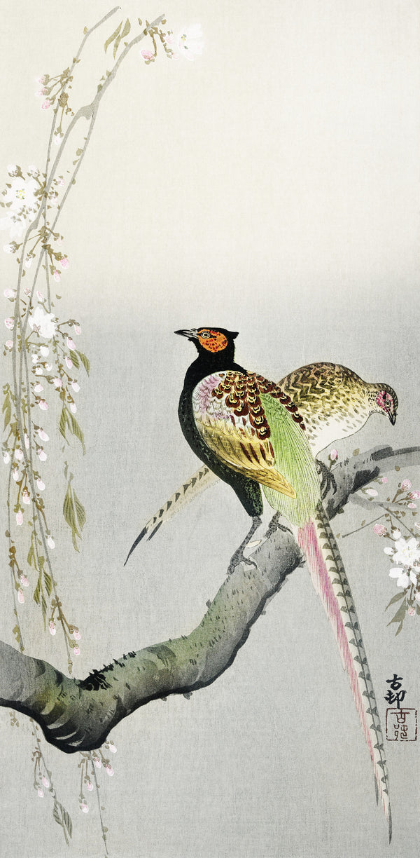 Ohara Koson — Couple of Pheasants and Cherry Blossom | Japanese Bird & Flower Woodblock Print
