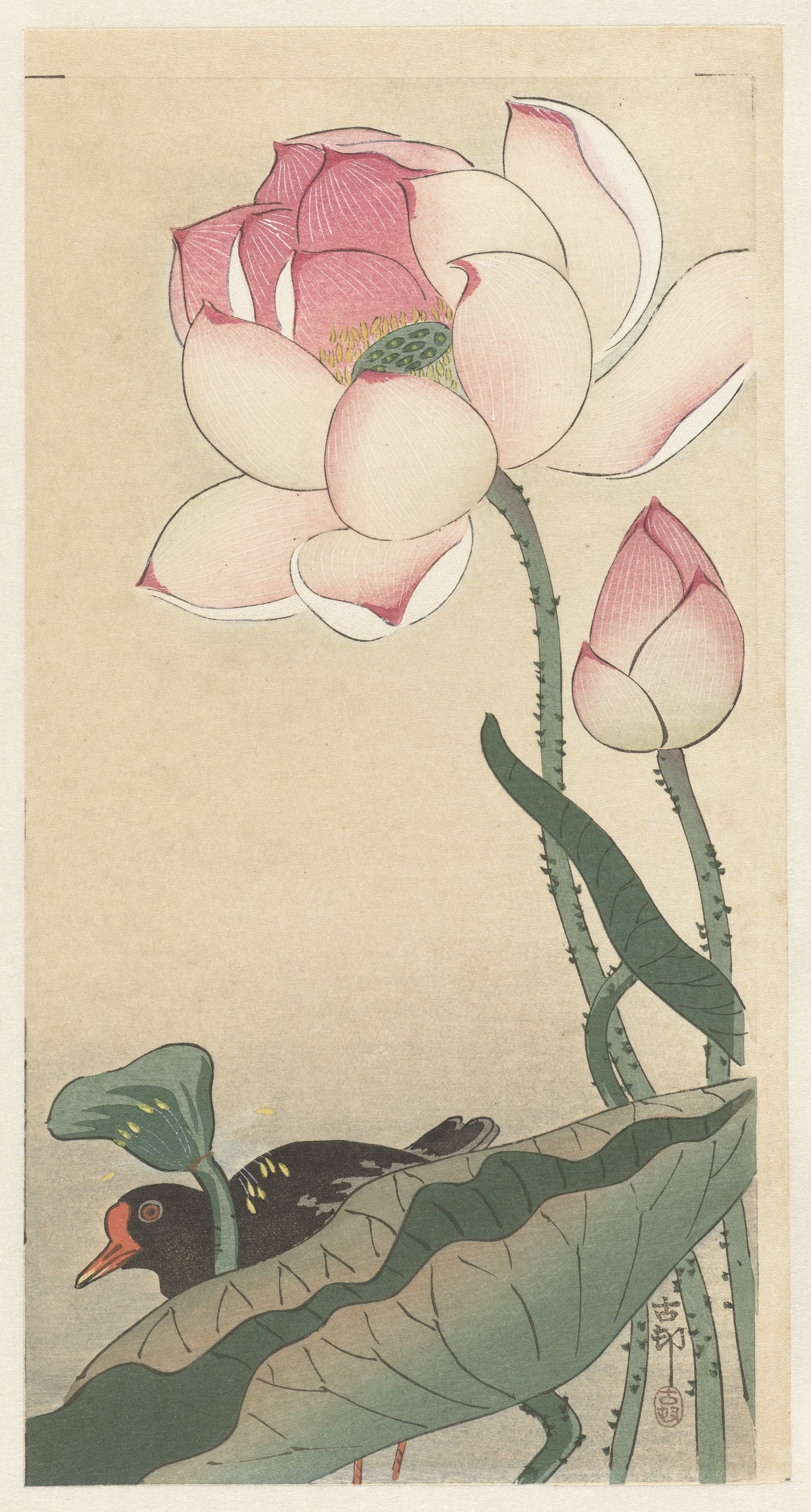 Ohara Koson — Gallinule with Lotus Flowers | Japanese Bird & Flower Woodblock Print