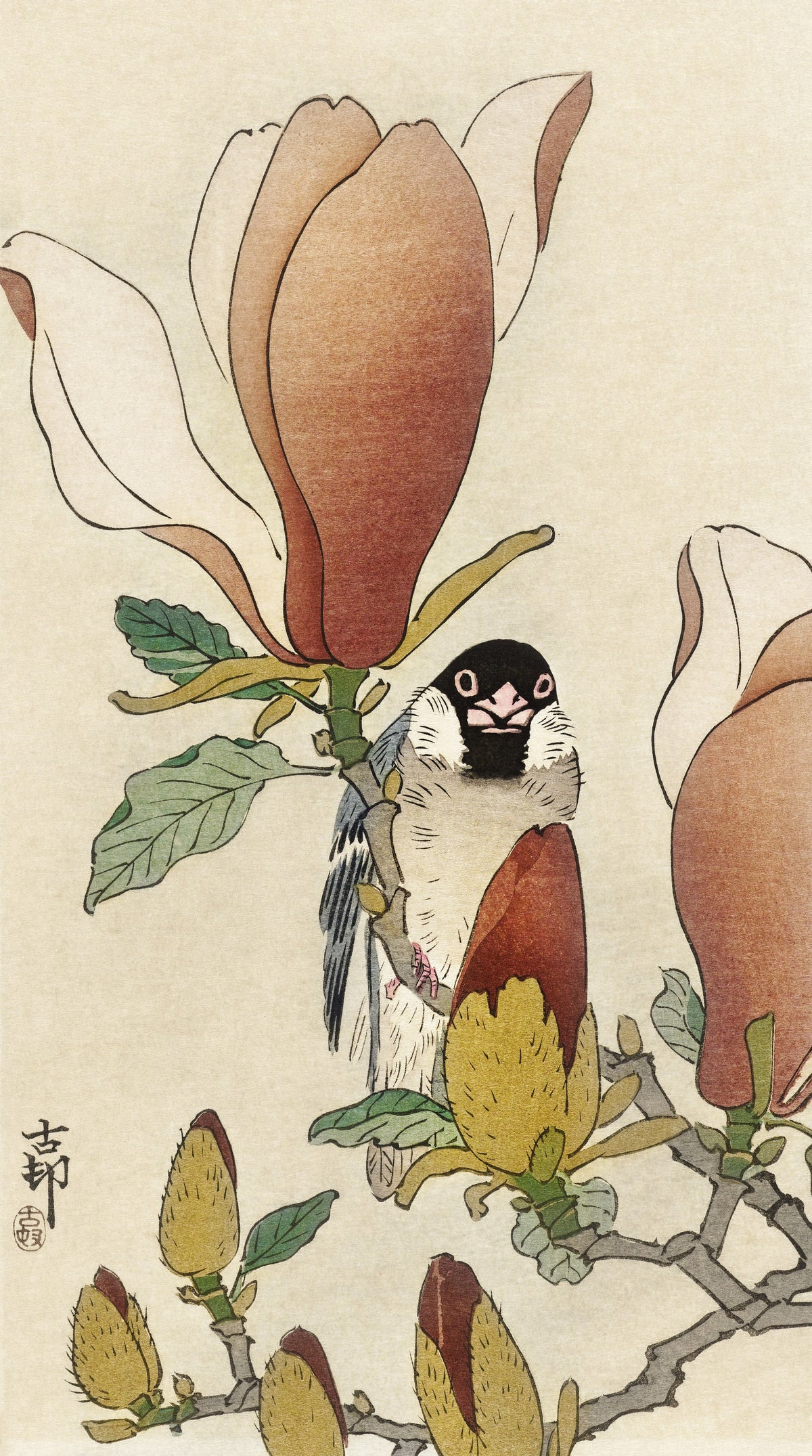 Ohara Koson — Sparrow on Blooming Magnolia Branch | Japanese Bird & Flower Woodblock Print