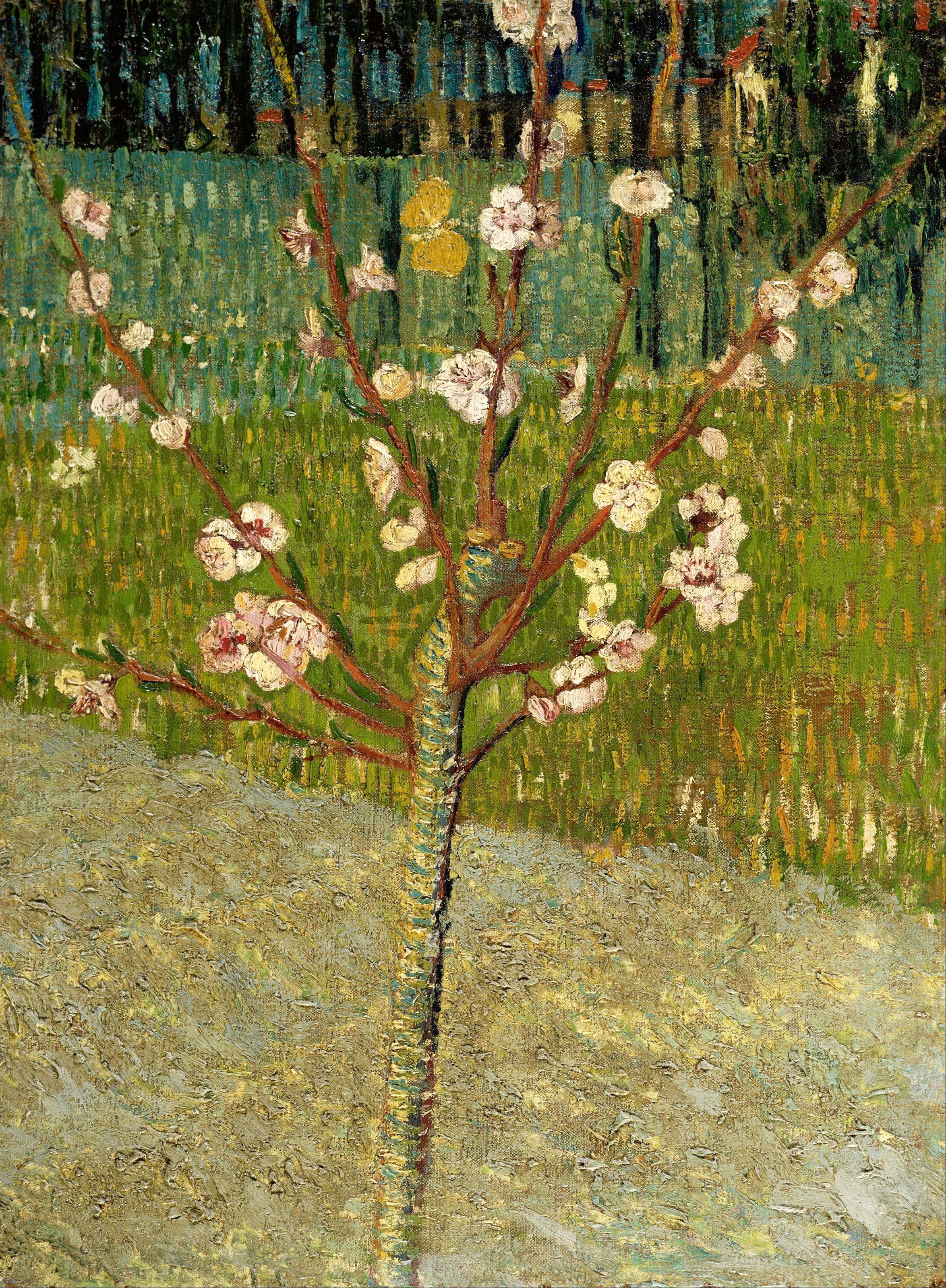 Vincent van Gogh — Almond Tree in Blossom | Fine Art Print