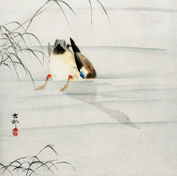 Ohara Koson — Mallard, Head under Water | Japanese Bird & Flower Woodblock Print