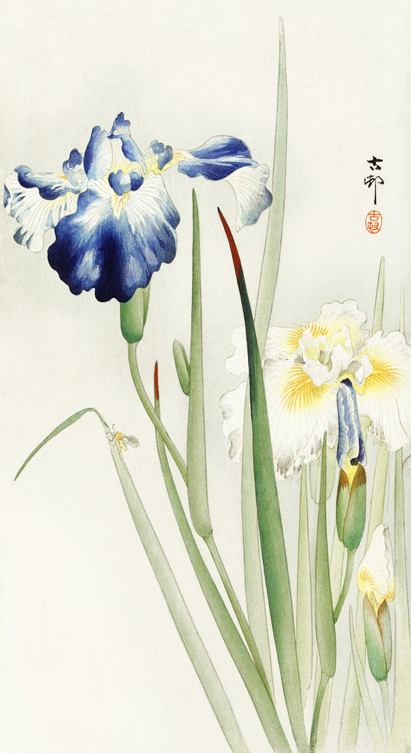 Ohara Koson — Irises (Blue and White) | Japanese Bird & Flower Woodblock Print