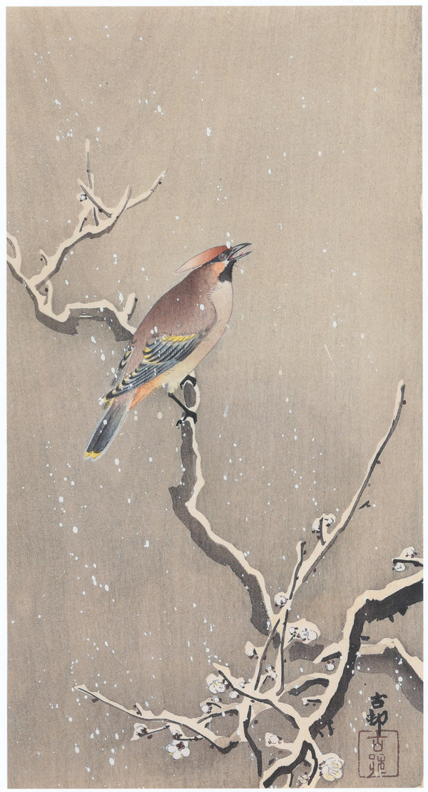 Ohara Koson — Waxwing on Snowy Plum | Japanese Bird & Flower Woodblock Print
