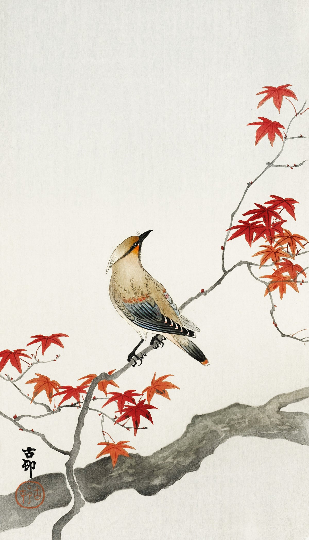 Ohara Koson — Waxwing on Maple | Japanese Bird & Flower Woodblock Print